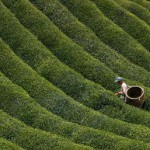 Xét nghiệm mẫu trà Ô Long xuất xứ Trung Quốc tìm thuốc sâu